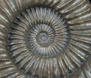Large Coroniceras Ammonite From France - Wide #11318-2